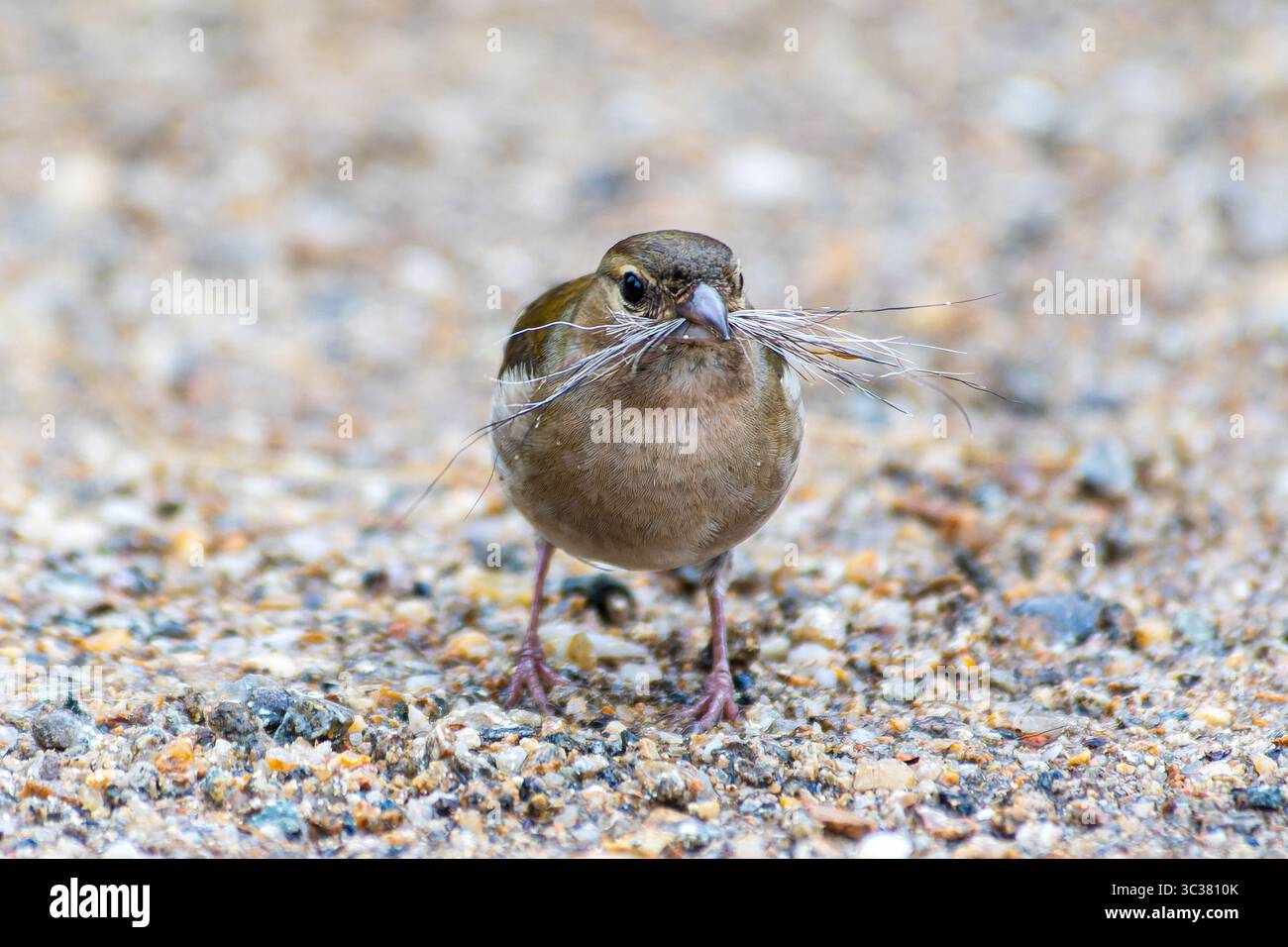 Zaffinch comune femminile (Fringilla coelebs) che raccoglie materiale di nidificazione, Saint-Pourcain-sur-Besbre, Francia. Foto Stock