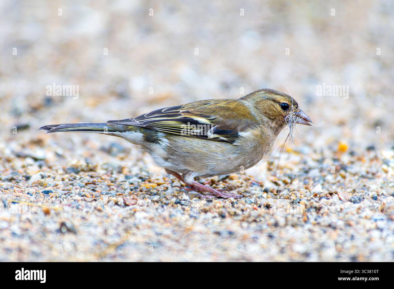 Zaffinch comune femminile (Fringilla coelebs) che raccoglie materiale di nidificazione, Saint-Pourcain-sur-Besbre, Francia. Foto Stock