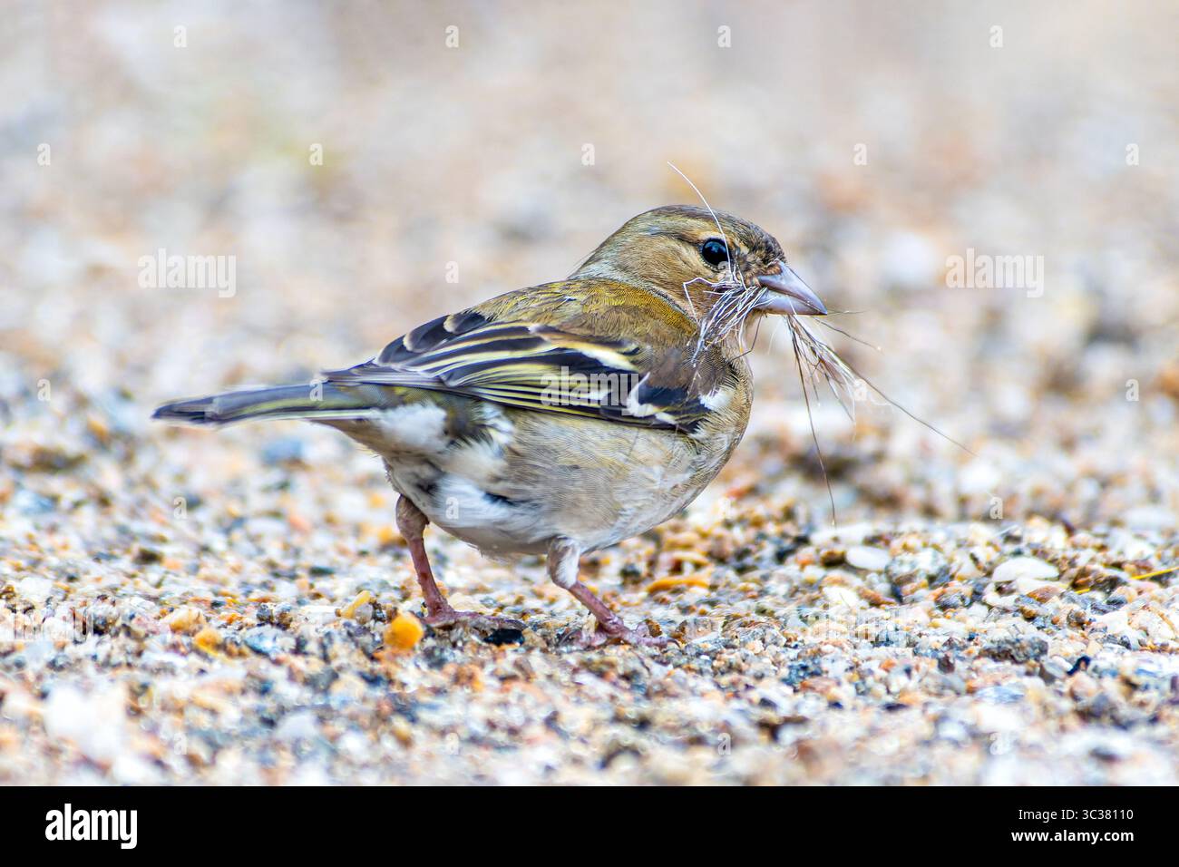 Zaffinch comune femminile (Fringilla coelebs) che raccoglie materiale di nidificazione, Saint-Pourcain-sur-Besbre, Francia. Foto Stock