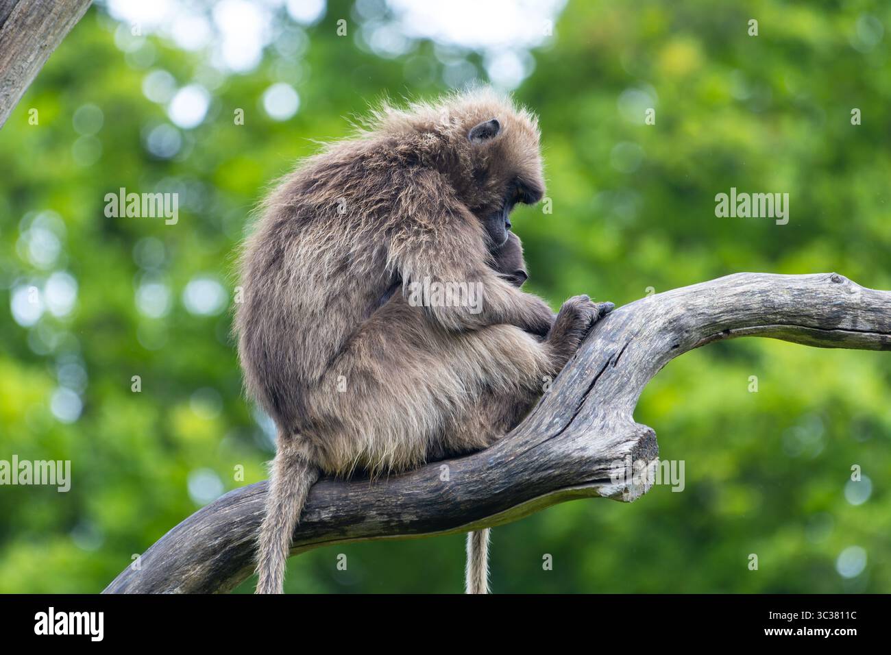 Un gibbone di Lar (Hylobates lar) seduto tranquillamente su un ramo d'albero, tenendo il bambino vicino, circondato da verde fogliame in un ambiente naturale tranquillo. Foto Stock