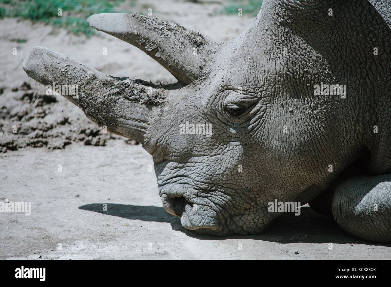 Testa di rinoceronte e corna che riposano sulla sabbia: Pelle grigia testurizzata, tranquillo ritratto della fauna selvatica, conservazione, safari, viaggi nella natura. Foto Stock