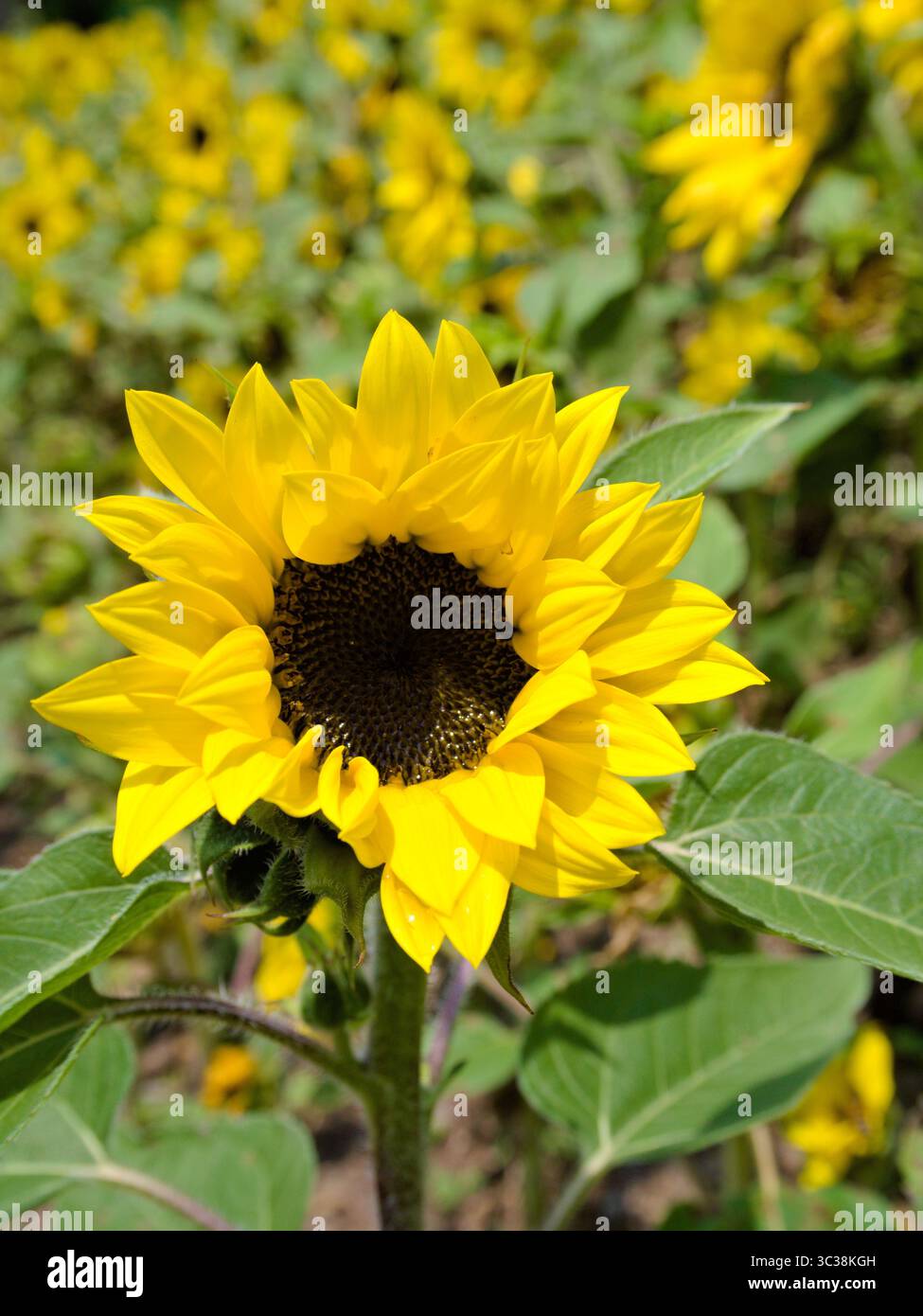 Primo piano di un girasole in fiore con il resto del campo di girasole sfocato sullo sfondo in una giornata di sole. Foto Stock