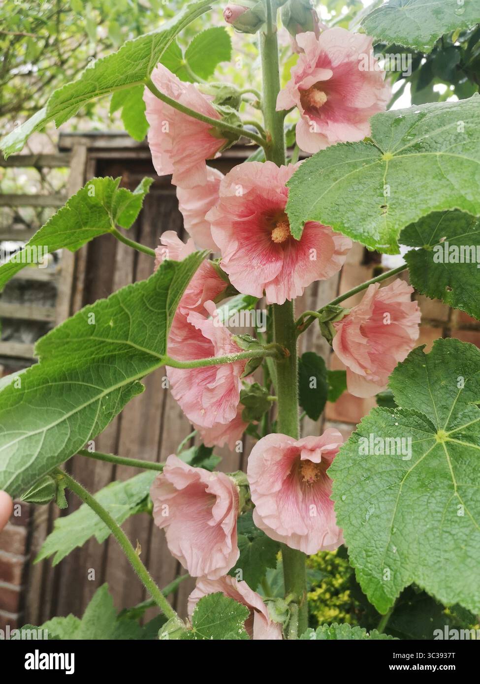 Hollyhock dentellare - Immagine stock catturata con smartphone