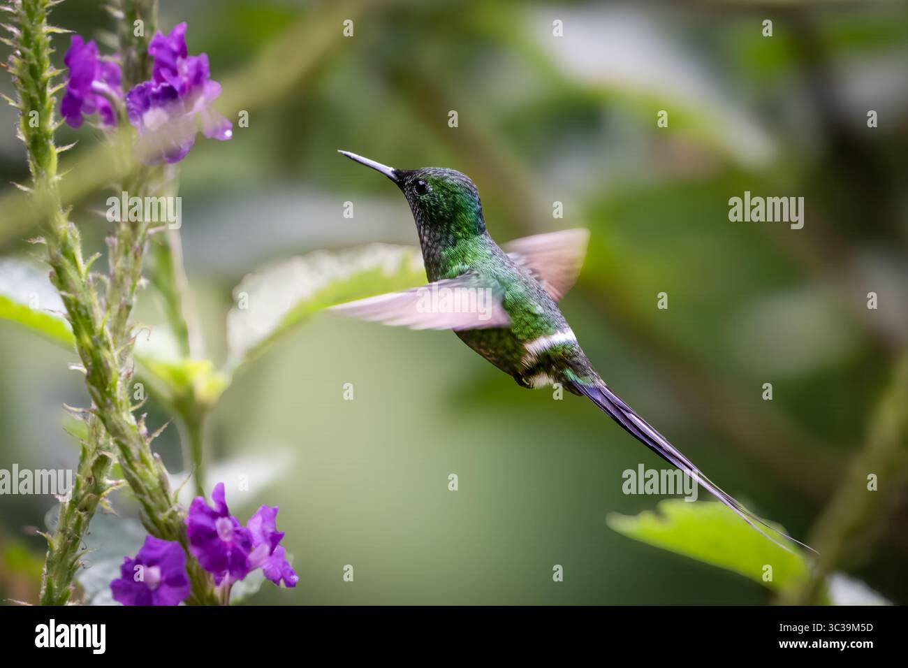 La coda verde, Discosura conversii, è un piccolo colibrì nelle cochette Foto Stock