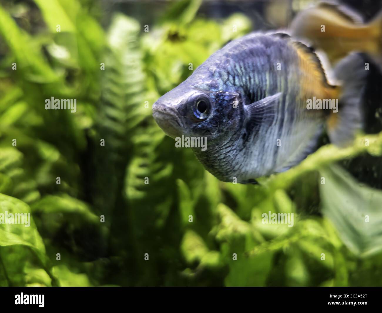 Pesce in un acquario per animali domestici, organismi acquatici, animali domestici Foto Stock