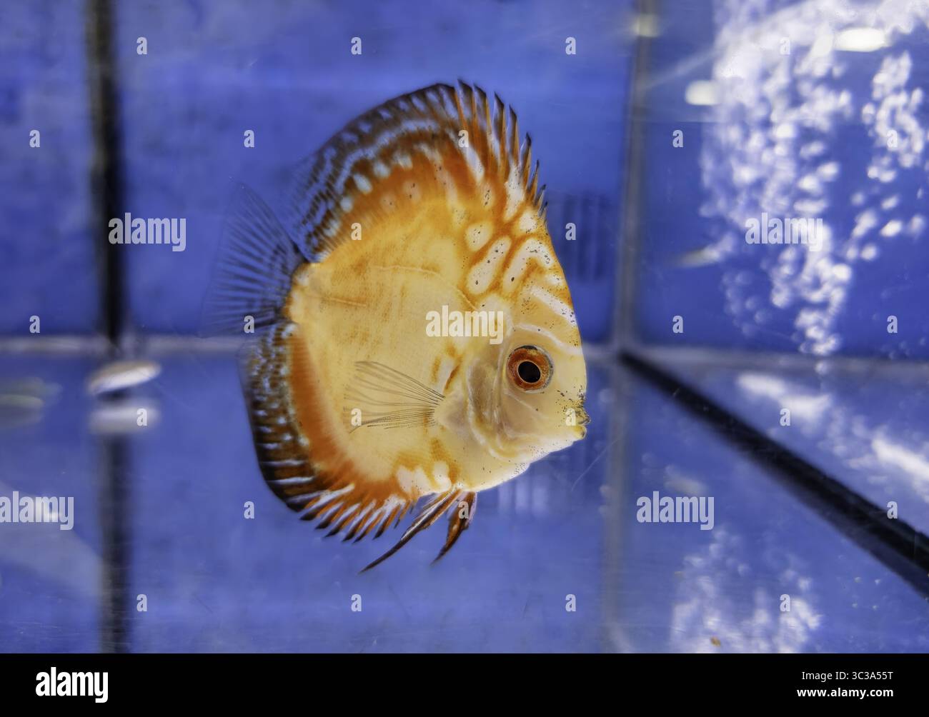 Pesce in un acquario per animali domestici, organismi acquatici, animali domestici Foto Stock