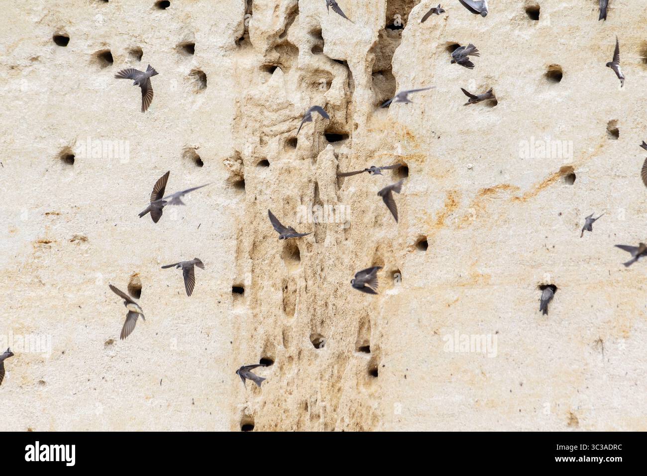 Stormo di Martini di sabbia (Riparia riparia) che volano di fronte a una scogliera di sabbia verticale piena di buchi di nidificazione. Un classico esempio di allevamento coloniale. Foto Stock