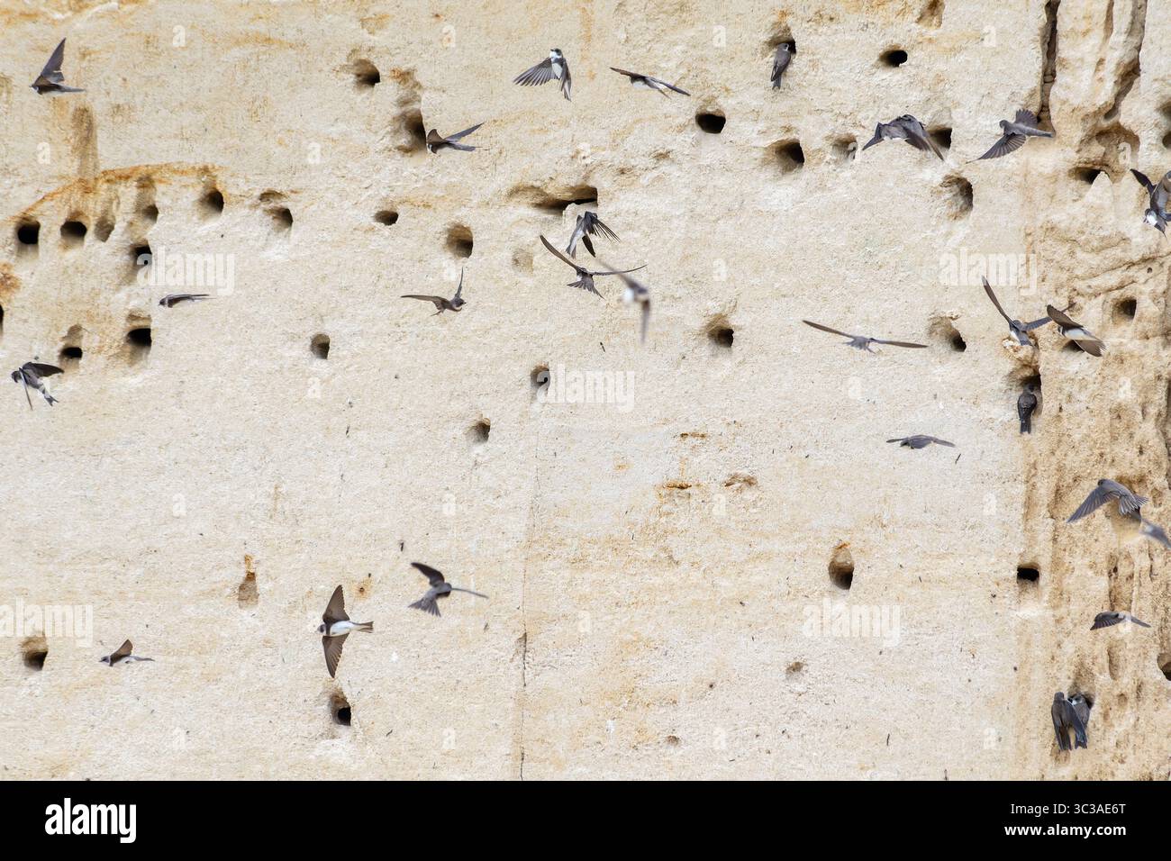 Stormo di Martini di sabbia (Riparia riparia) che volano di fronte a una scogliera di sabbia verticale piena di buchi di nidificazione. Un classico esempio di allevamento coloniale. Foto Stock