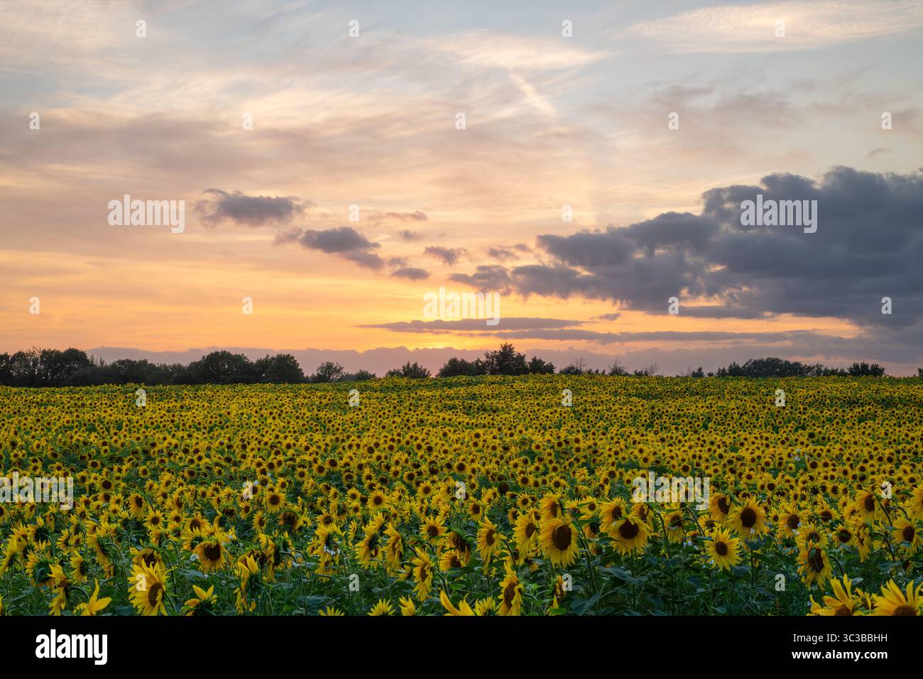 Campo panoramico pieno di girasoli al tramonto Foto Stock