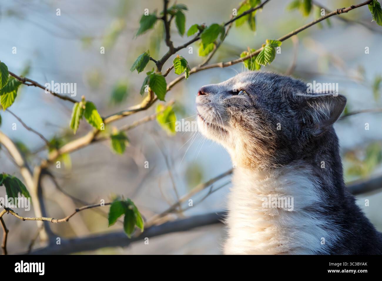 Primo piano di un gatto da tabby che si gode il sole primaverile vicino a foglie verdi fresche, Regno Unito Foto Stock