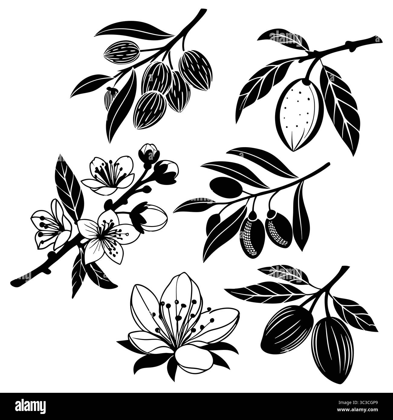 Set di illustrazioni in bianco e nero con fiori di mandorla e ramificazione della frutta Illustrazione Vettoriale