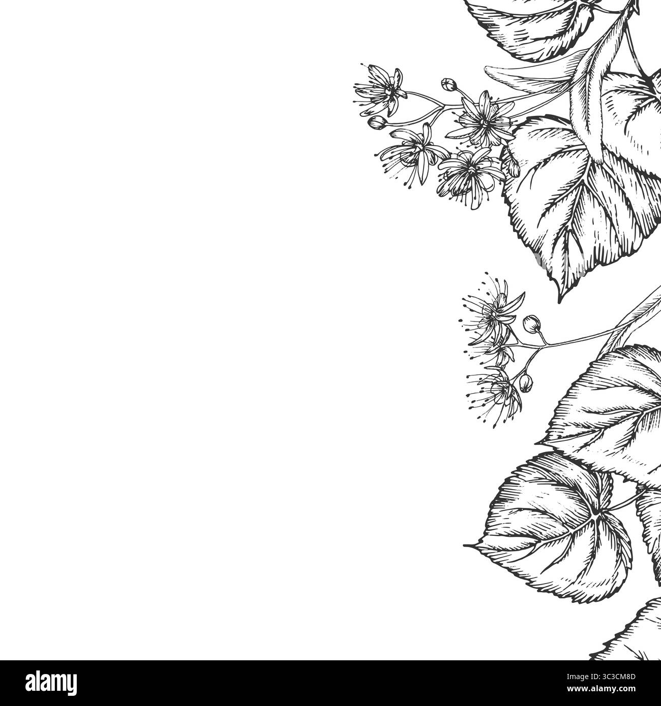 Telaio Linden. Illustrazioni vettoriali disegnate a mano con inchiostro e isolate su sfondo bianco. Illustrazione Vettoriale