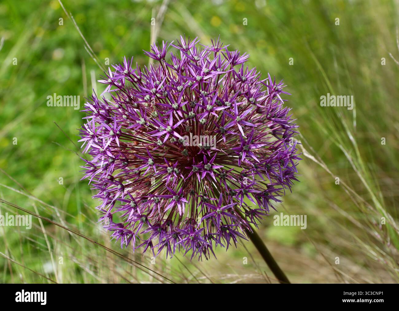 Persiano Cipolla o Stella di Persia, Allium cristophii, Amaryllidaceae. Iran, Turchia e Turkmenistan. Foto Stock