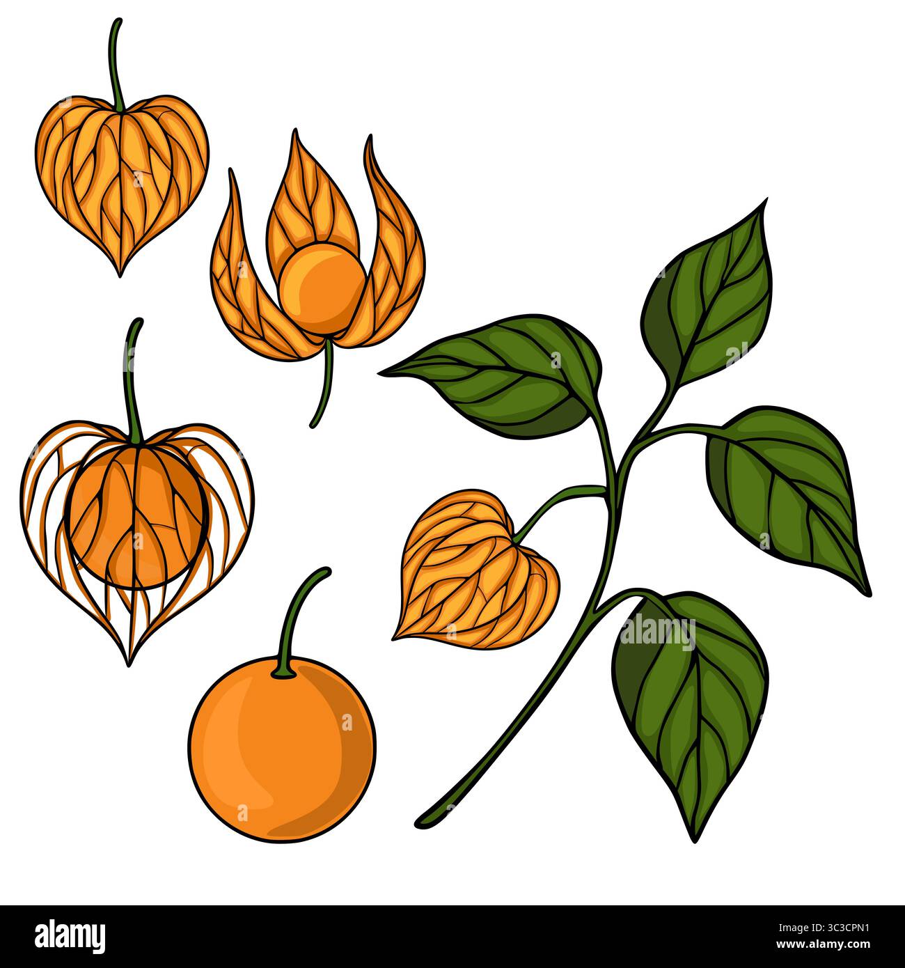 Illustrazione vettoriale dettagliata di frutti e foglie di fitoide, che mostra varie fasi di maturazione e uno stile artistico unico con contorni audaci e V Illustrazione Vettoriale