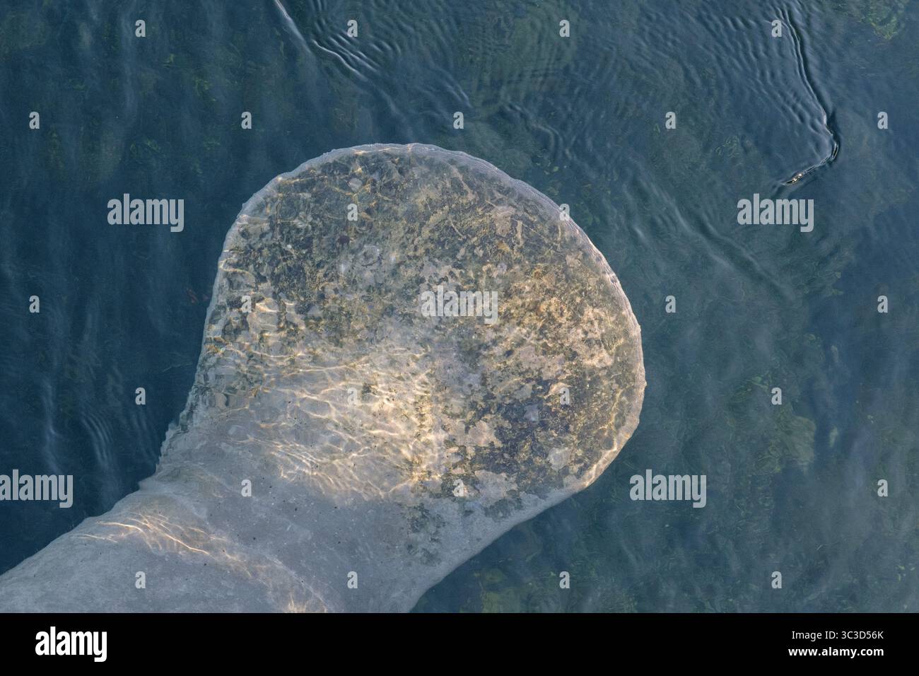 Vista dall'alto di una coda di lamantini nell'acqua di una limpida sorgente della Florida Foto Stock