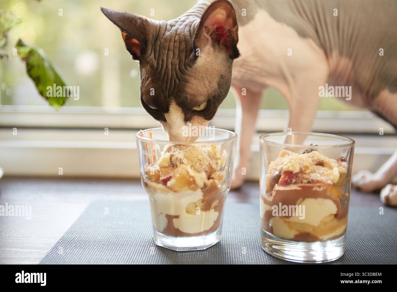 Un curioso gatto Sphynx siede vicino a una finestra accanto a due bicchieri pieni di dessert a strati. I dessert includono panna montata, frutta, torta e Foto Stock