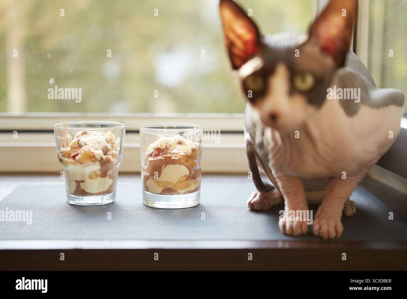 Un curioso gatto Sphynx siede vicino a una finestra accanto a due bicchieri pieni di dessert a strati. I dessert includono panna montata, frutta, torta e Foto Stock