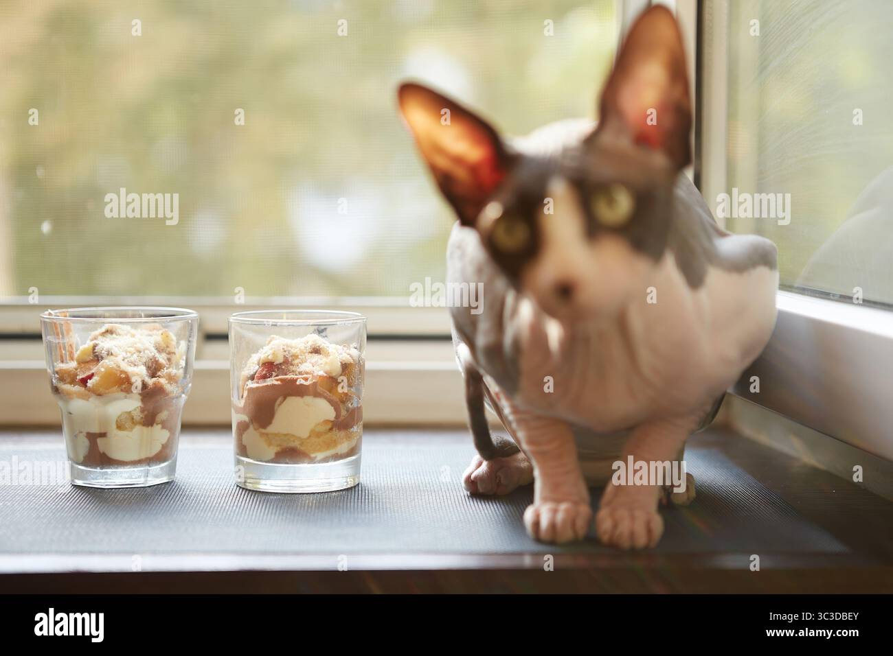 Un curioso gatto Sphynx siede vicino a una finestra accanto a due bicchieri pieni di dessert a strati. I dessert includono panna montata, frutta, torta e Foto Stock