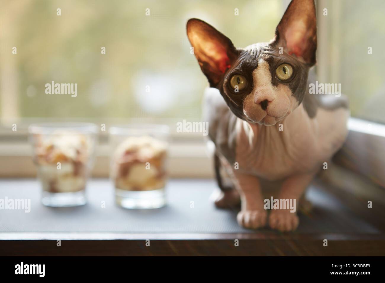 Un curioso gatto Sphynx siede vicino a una finestra accanto a due bicchieri pieni di dessert a strati. I dessert includono panna montata, frutta, torta e Foto Stock