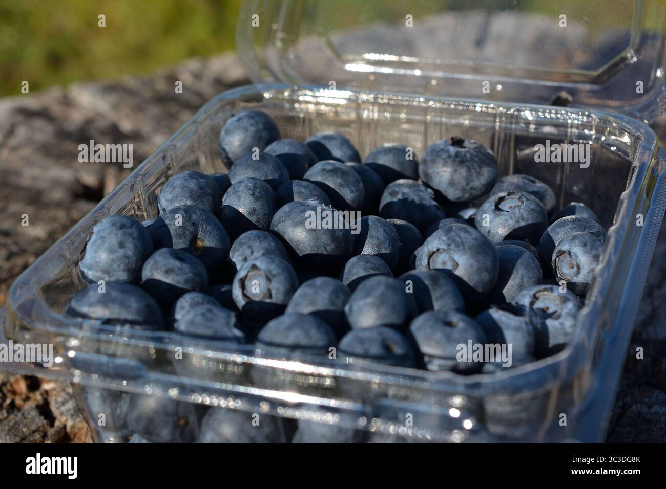 Mirtilli freschi in un contenitore di plastica su una superficie esterna naturale Foto Stock