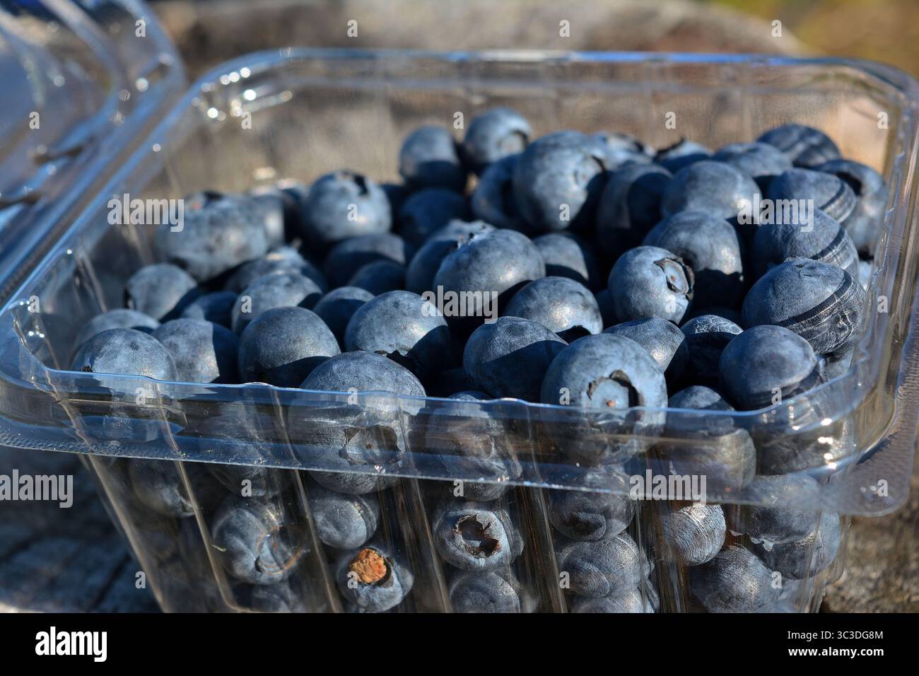 Mirtilli freschi in un contenitore di plastica su una superficie esterna naturale Foto Stock
