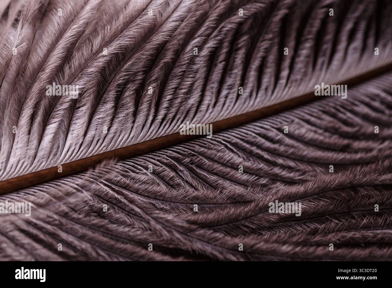 Foto macro astratta che mostra i dettagli intricati della piuma di un uccello. L'immagine rivela sottili punte, colori vivaci e motivi delicati, h Foto Stock