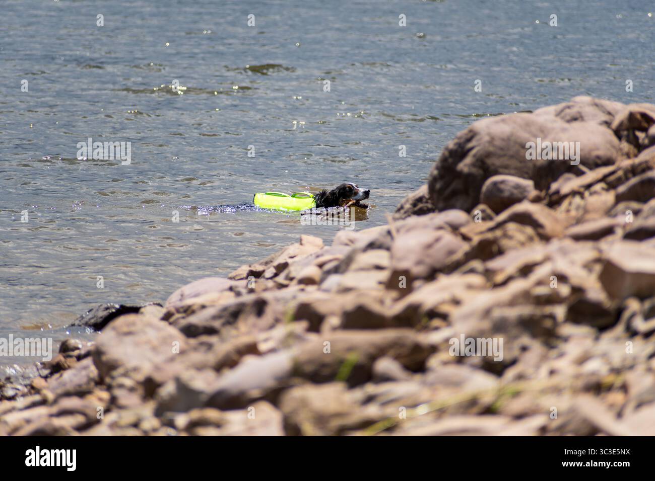 Oakley, Utah - 20 luglio 2025: Indossando un giubbotto di salvataggio verde al neon, un cane nuota con fiducia verso la riva di Smith e Morehouse Reservoir. Foto Stock