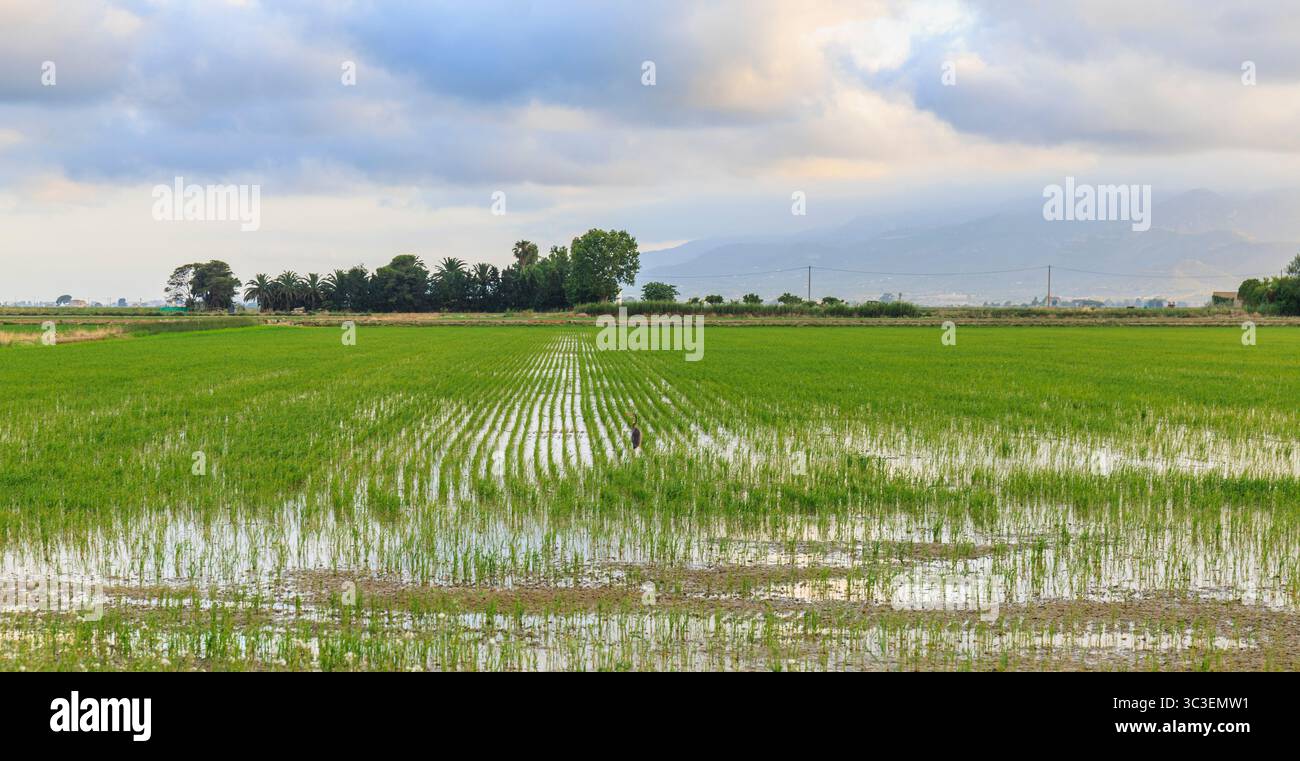 Campi di riso verdi che crescono nel Delta dell'Ebro con nuvole al tramonto all'orizzonte Foto Stock