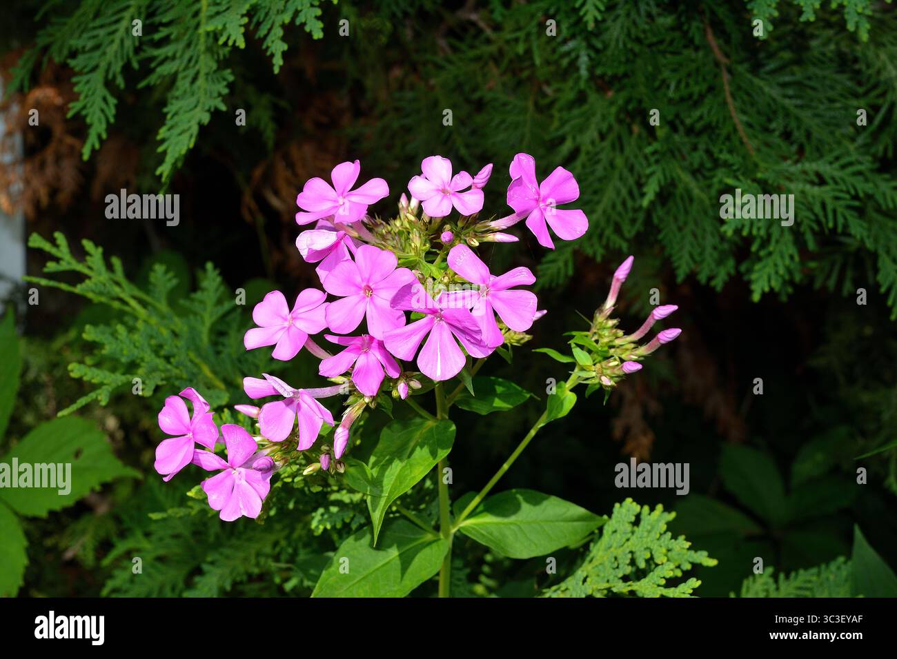 Bright Pink Garden Phlox in Summer Bloom Foto Stock