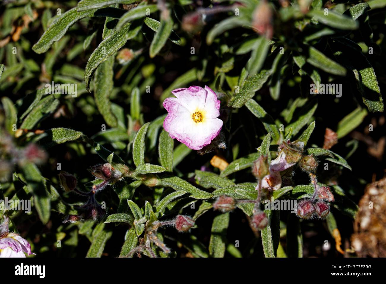 Cistus è un genere di piante da fiore della famiglia delle Cistaceae, contenente circa 20 specie. Il nome comune è rockrose (rosa rocciosa nel Regno Unito). Foto Stock