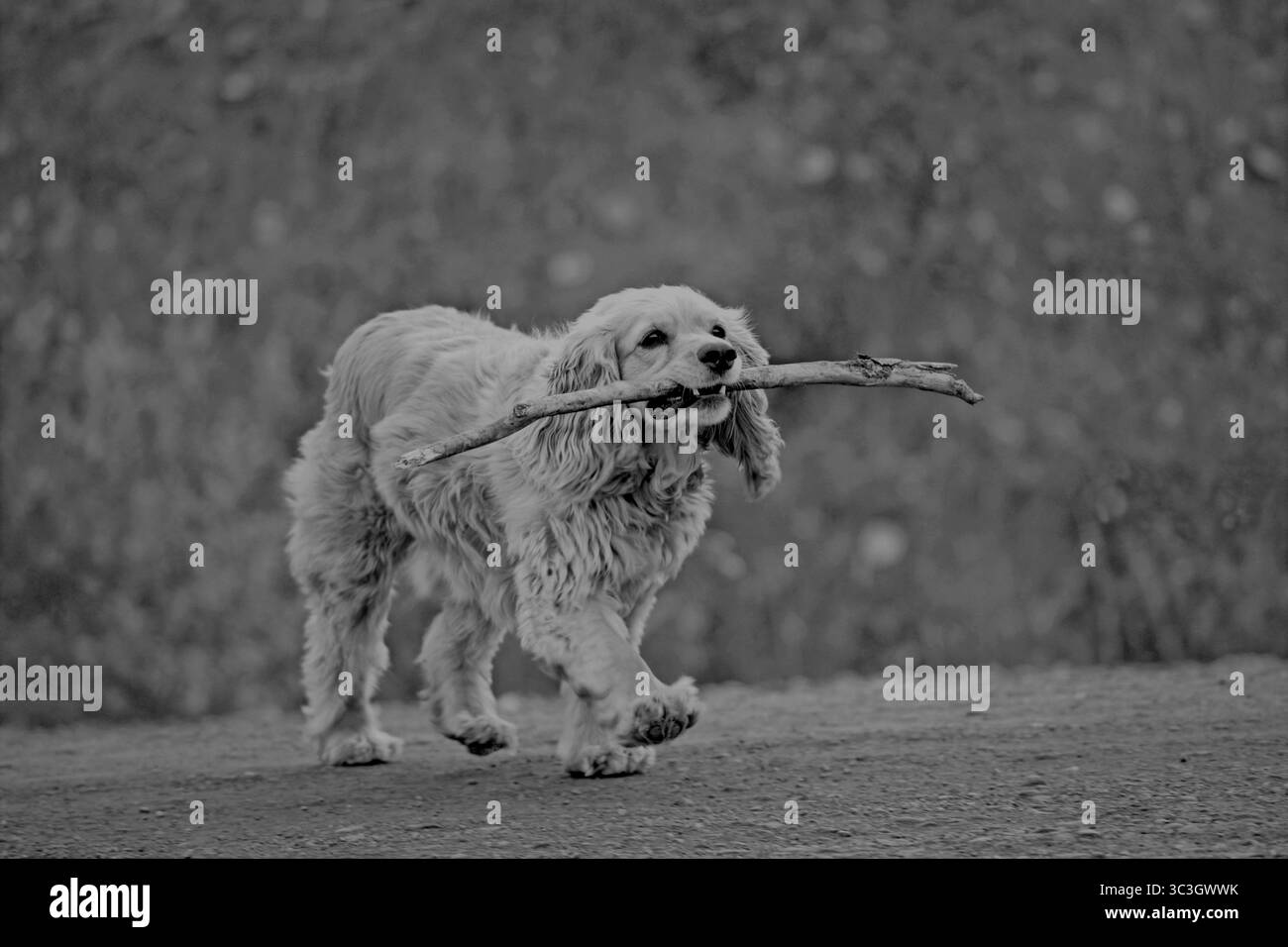 American Cocker Spaniel che gioca con il bastone sulla strada rurale, foto in bianco e nero Foto Stock