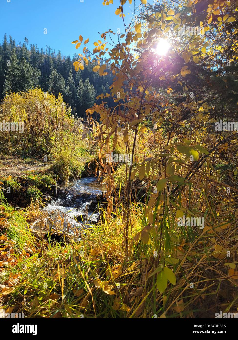 Una splendida giornata limpida a Spearfish Canyon, South Dakota, che mostra il cambiamento delle stagioni e i ruscelli di montagna. Foto Stock