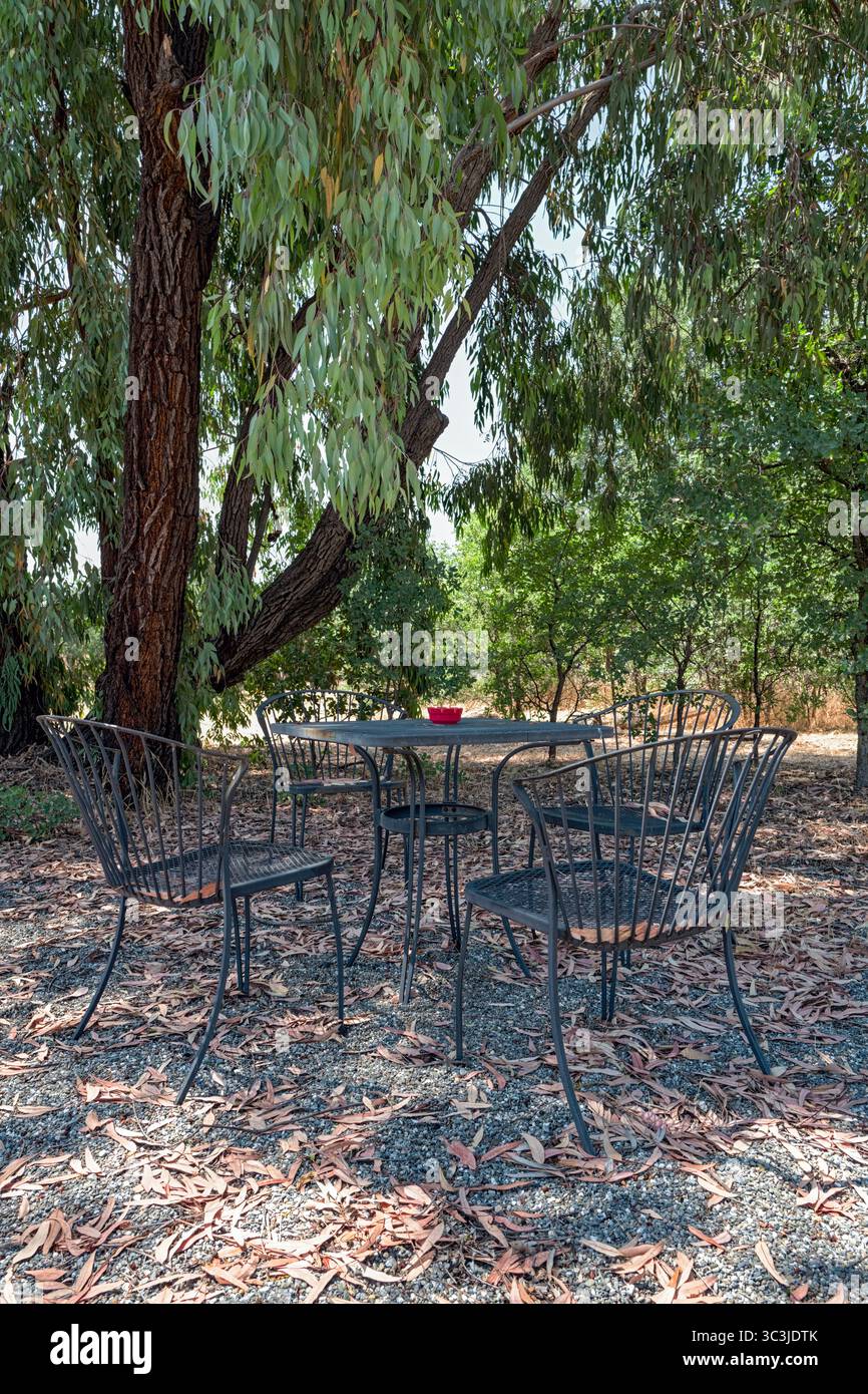 Tavolo da pranzo in ferro battuto e sedie con posacenere rosso all'ombra di un albero di eucalipto Foto Stock