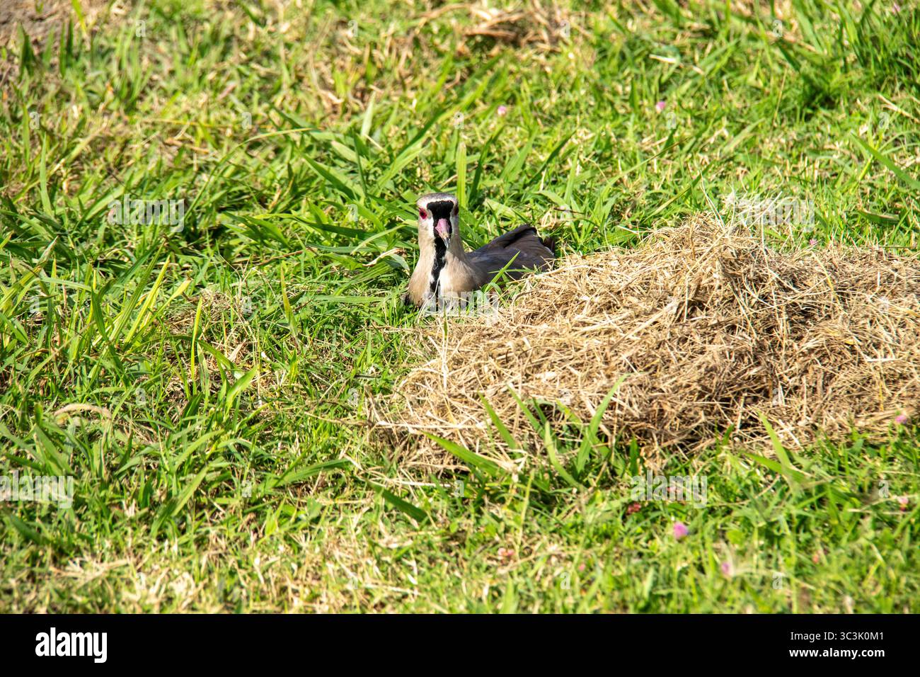 Uccello conosciuto come Quero Quero accanto al suo nido a Rio de Janeiro, Brasile. Foto Stock