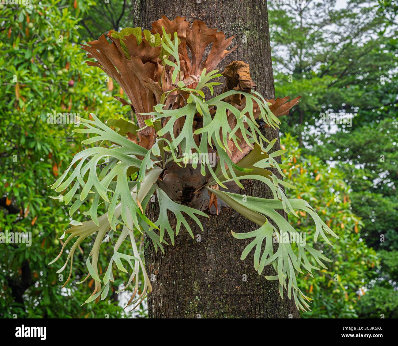 Vista ravvicinata del platycerium bifurcatum, noto anche come felce di corno o felce di elkhorn che cresce su alberi tropicali, Giava, Indonesia Foto Stock