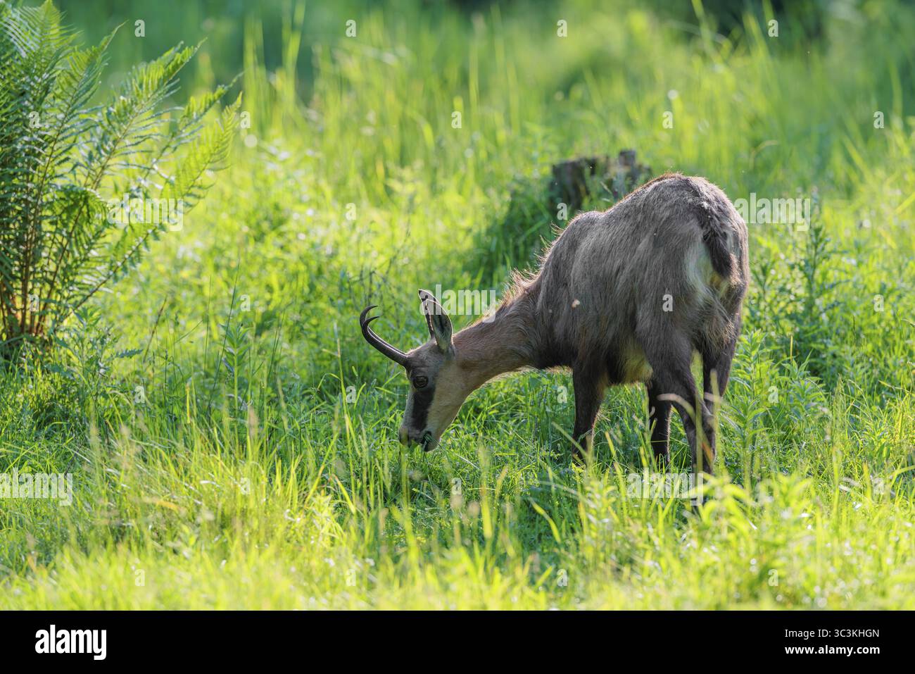 Un camoscio adulto (Rupicapra rupicapra) si erge nell'erba alta di un prato verde in una giornata di sole. Tirolo, Austria Foto Stock