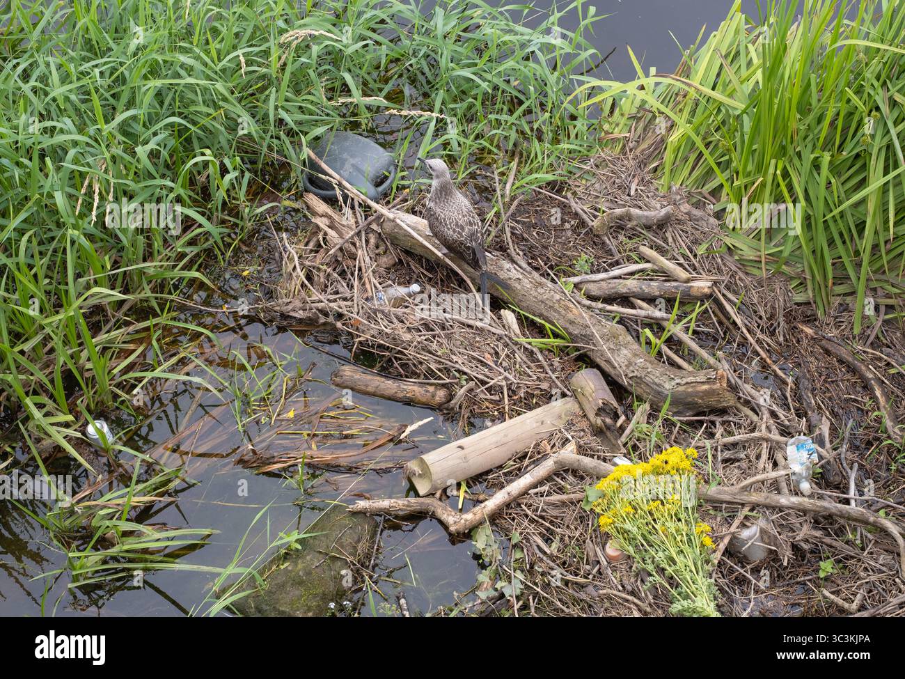 Il gabbiano di aringa giovanile (Larus argentatus) si trova tra i detriti naturali, le bottiglie di plastica e le lattine per bevande. Fiume Nith, centro di Dumfries, Scozia. Foto Stock