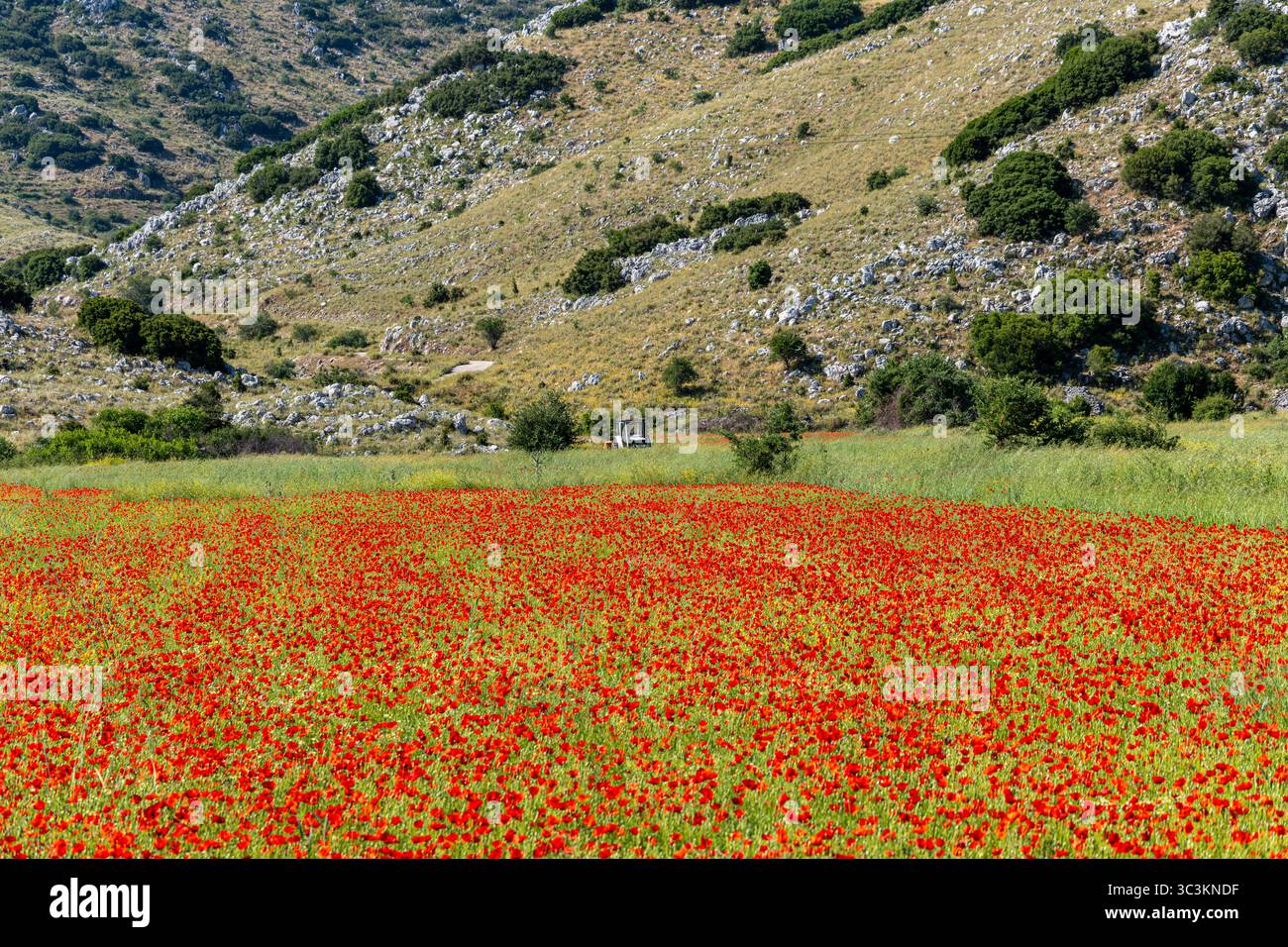 Colorato campo di papavero rosso in piena fioritura con un vecchio trattore in lontananza e colline rocciose sullo sfondo, a simboleggiare la bellezza rurale. Foto Stock