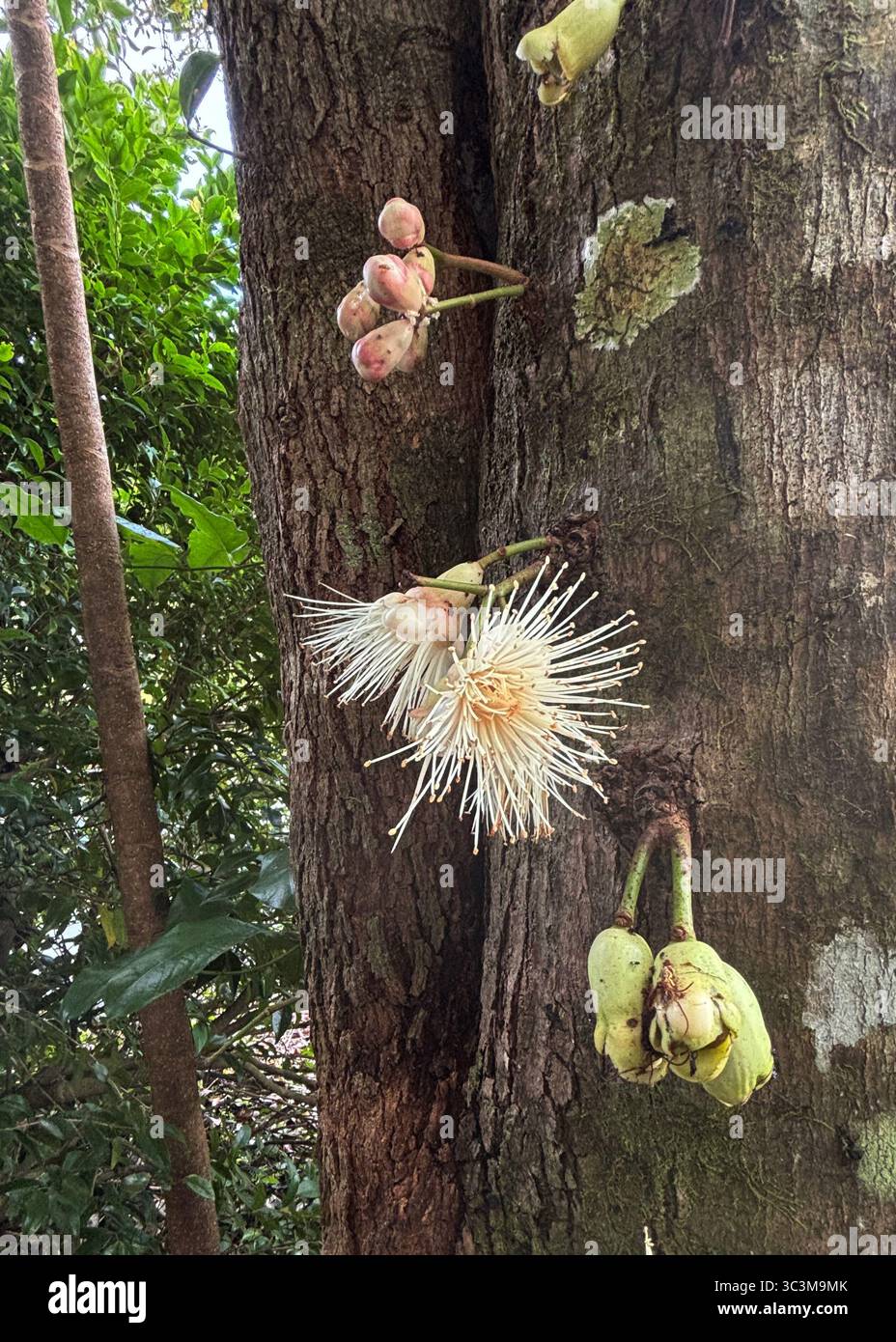 Gemme cauliflorose, fiori e frutti di Bumpy Satinash (Syzygium cormiflorum), Wet Tropics, Queensland, Australia Foto Stock