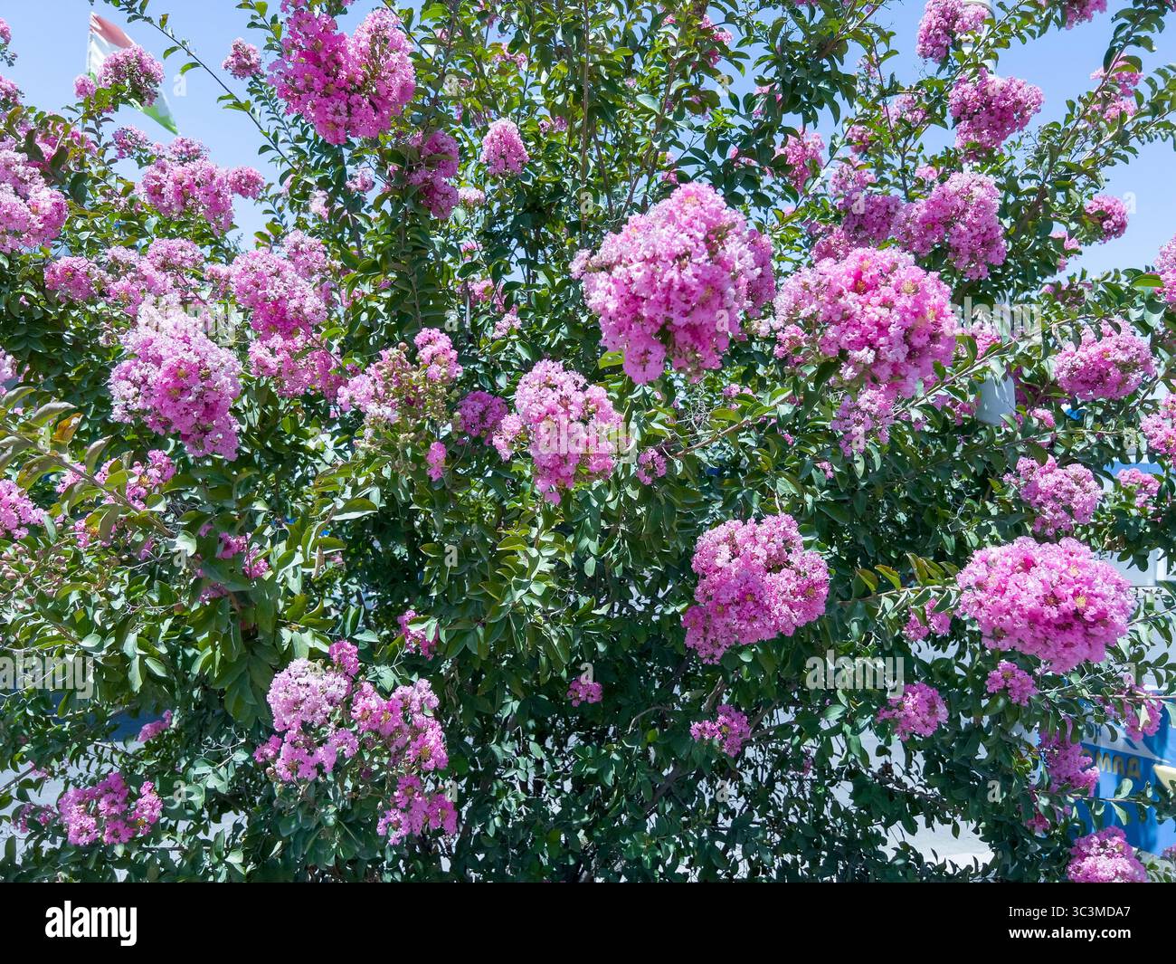 La Lagerstroemia è un genere di circa 50 specie di alberi e arbusti decidui e sempreverdi originari del subcontinente indiano, coltivato i in Asia centrale Foto Stock
