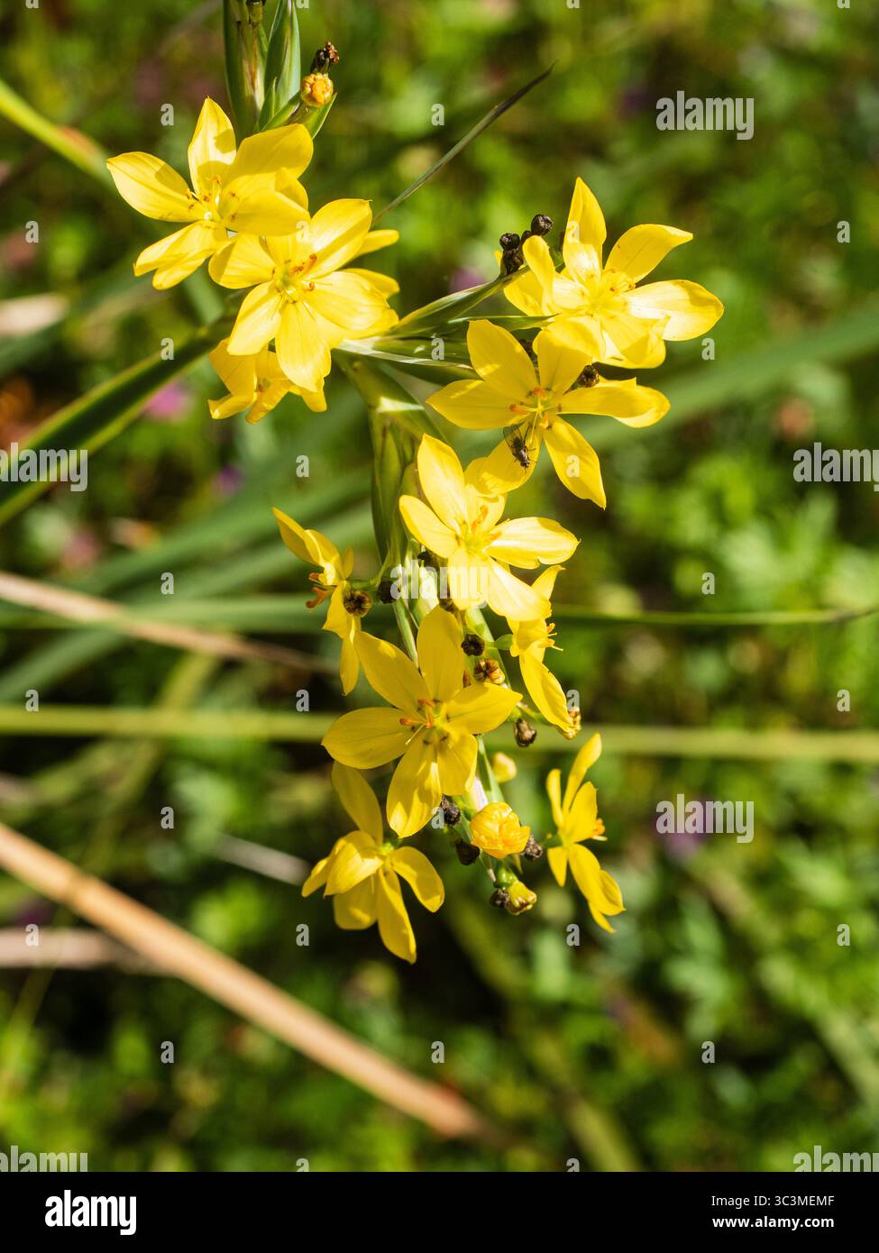 Giallo, fiori di apertura pomeridiani dell'arduo perenne Sisyrinchium palmifolium Foto Stock