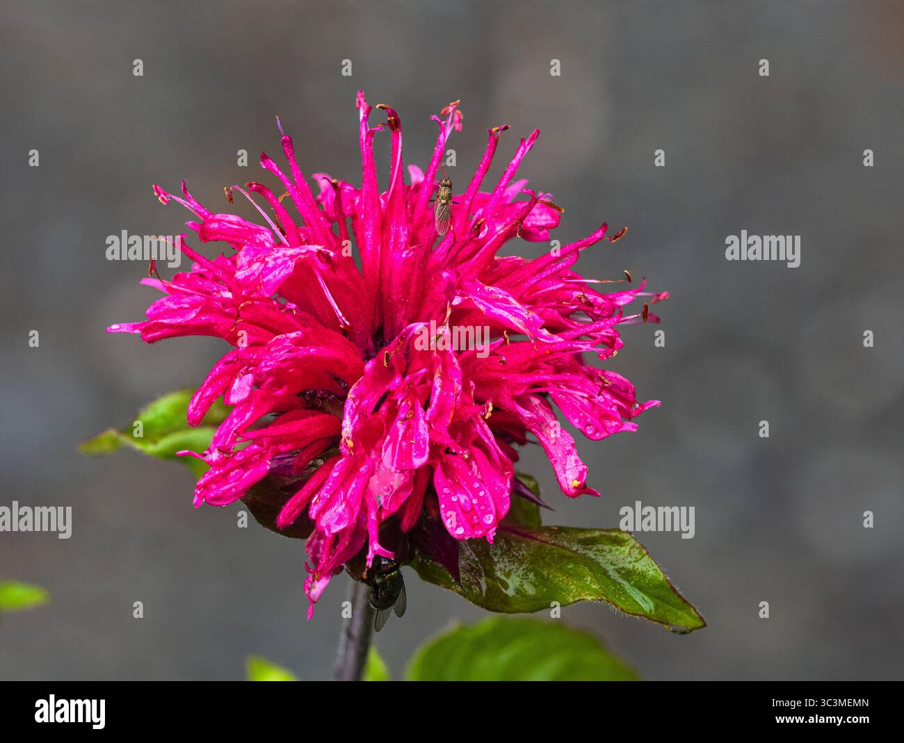 Fiore della perenne fioritura estiva erbacea, Monarda didyma "Pink Lace" Foto Stock