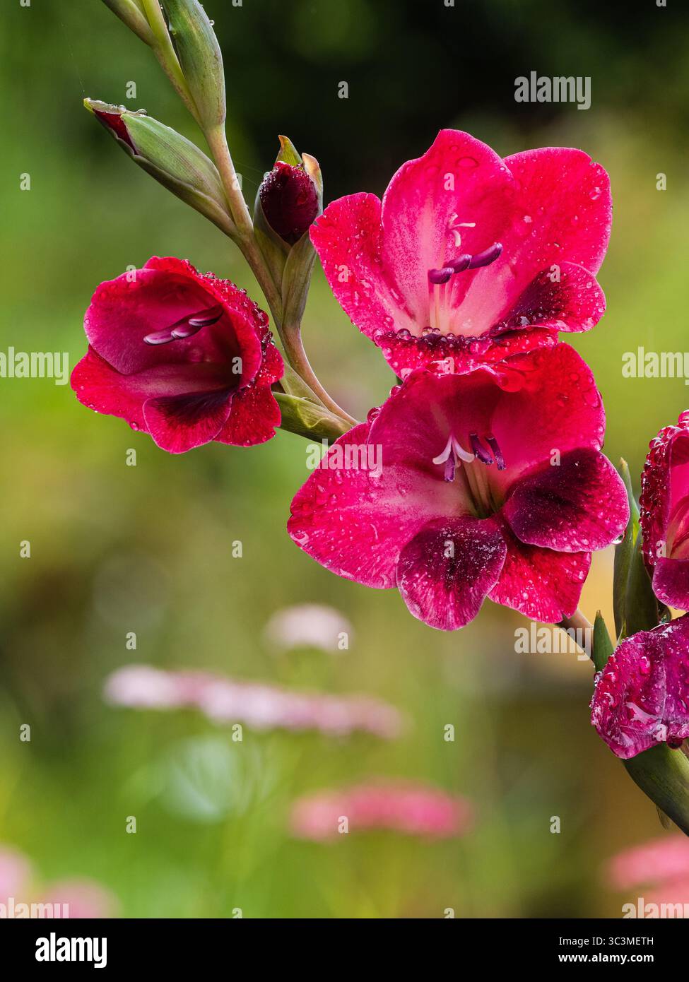 Fiori dappati dalla pioggia della dura specie estiva in fiore gladiolus, Gladiolus papilio "rubino" Foto Stock