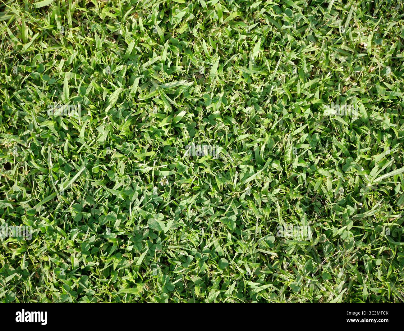 Erba tagliata sul prato. Sfondo astratto testurizzato. Foto Stock