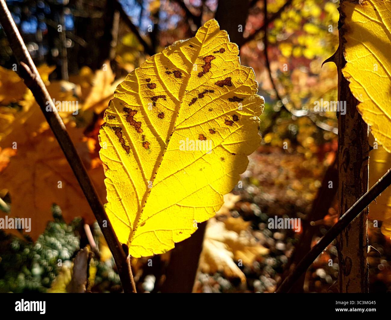 Foglie autunnali di giallo dorato che si illuminano alla luce del sole con rami e toni caldi e morbidi sullo sfondo Foto Stock