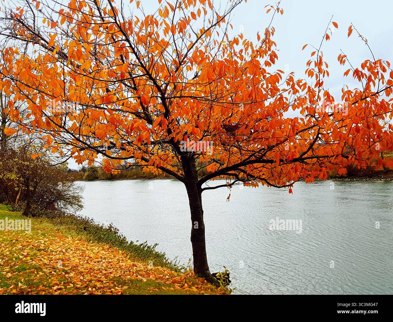 Albero d'autunno dorato vicino a un fiume con foglie colorate cadute sul terreno Foto Stock