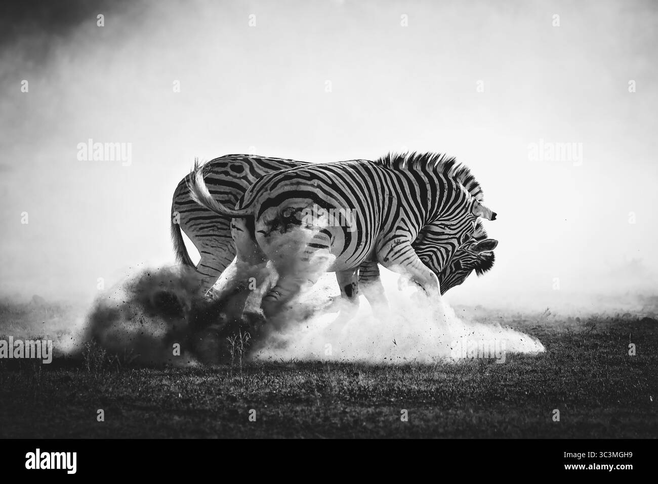 Due zebre di Burchell (Equus quagga burchellii) si scontrano in una spettacolare nuvola di polvere nelle pianure africane. Questa potente immagine viene catturata in bianco e nero Foto Stock