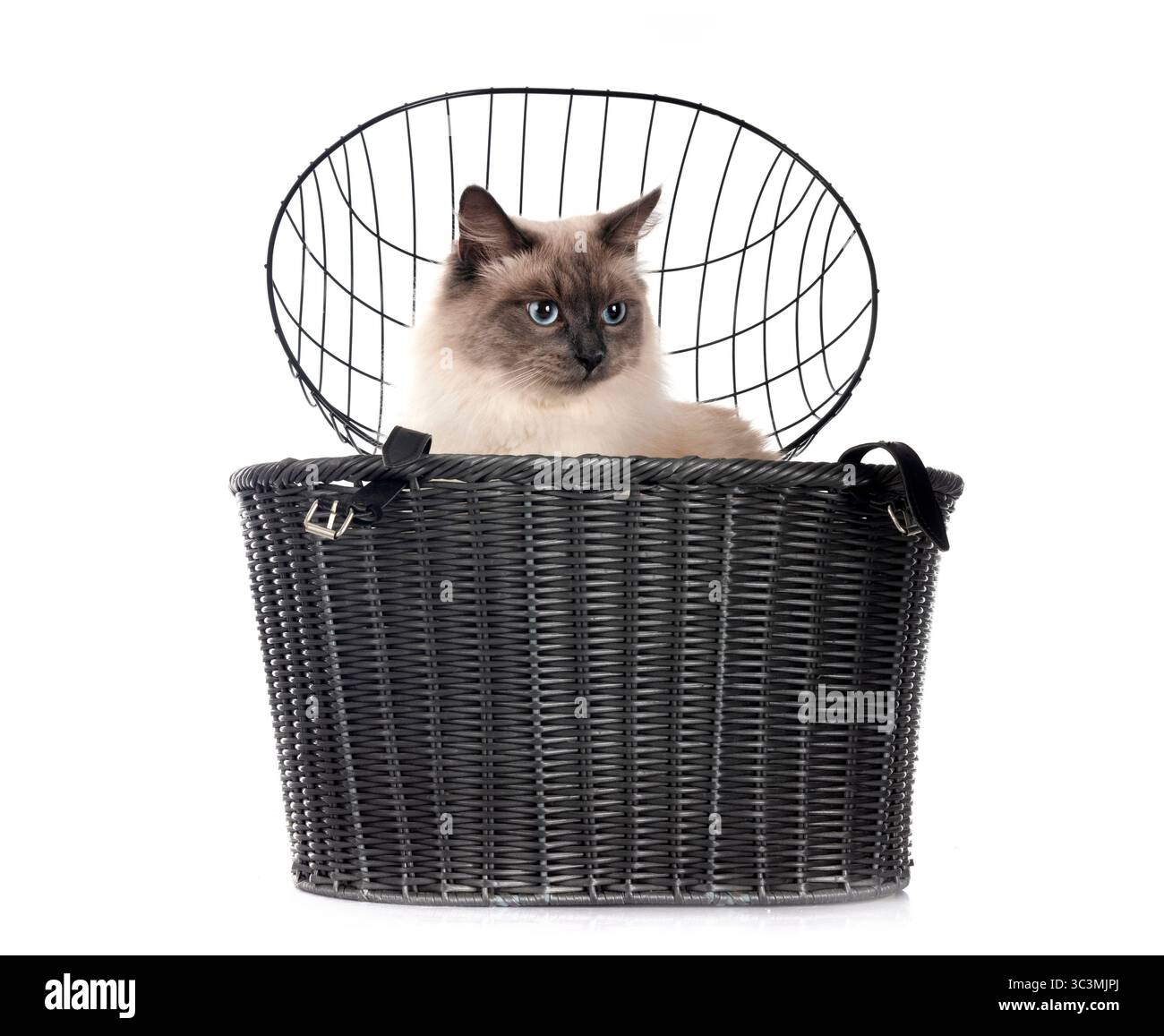 gatto siberiano e cestino per biciclette davanti allo sfondo bianco Foto Stock