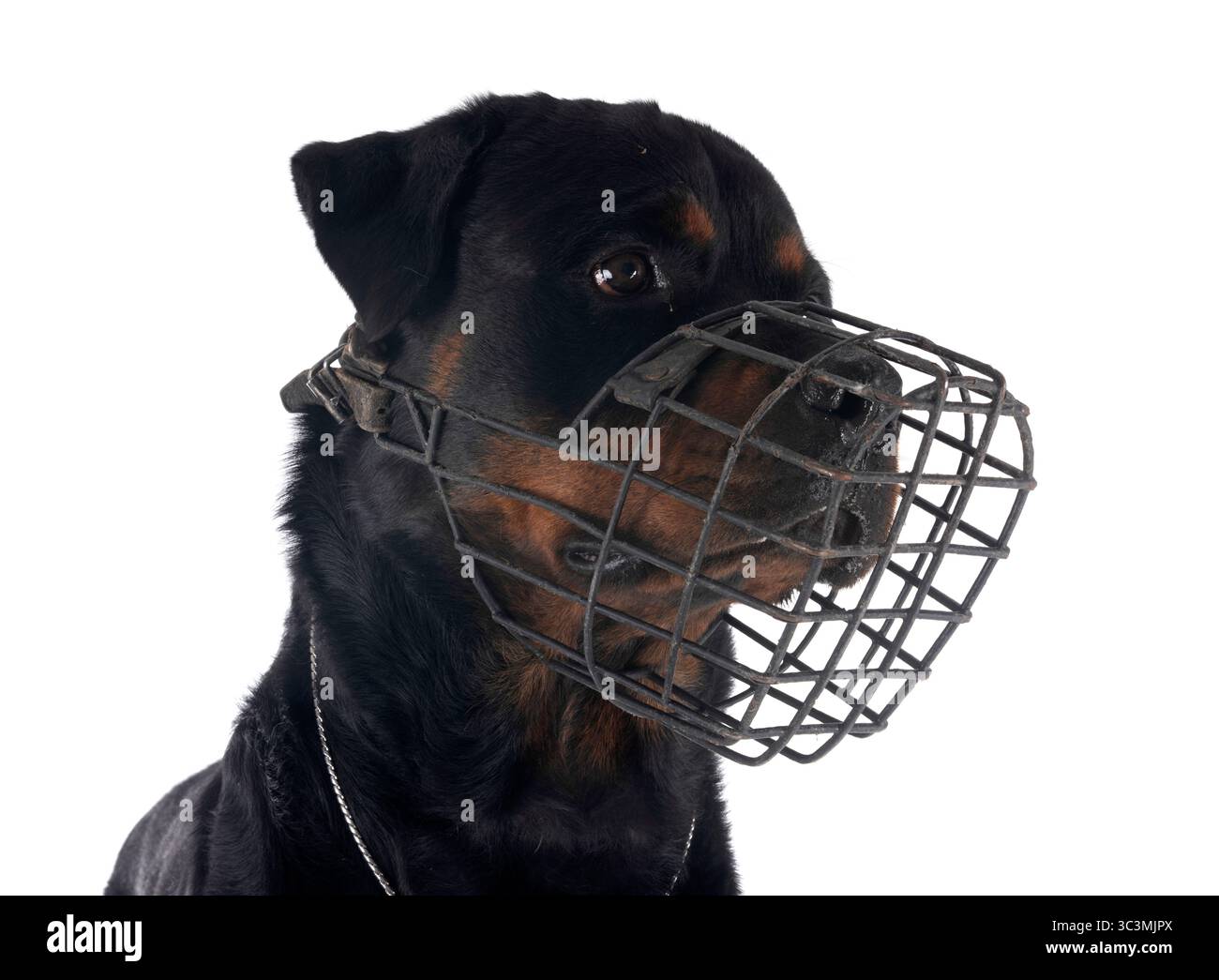 purebred rottweiler e muso davanti a sfondo bianco Foto Stock