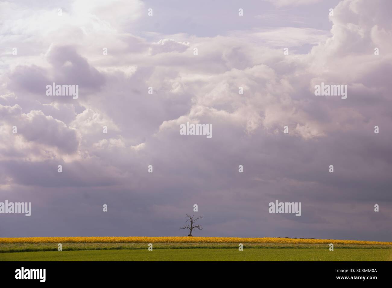 Una tranquilla scena di un albero solitario in mezzo a vibranti campi coltivati sotto un suggestivo cielo nuvoloso. La luce magica evoca un senso di calma e serenità a. Foto Stock